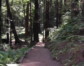 A picture of a trail through trees